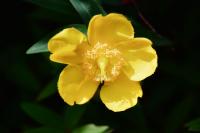 Bachblüten für die Therapie
