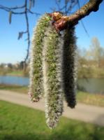 Bachblüten für die Therapie
