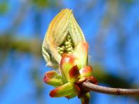 Bachblüten für die Therapie