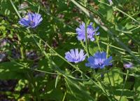 Bachblüten für die Therapie