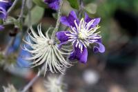 Bachblüten für die Therapie