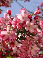 Bachblüten für die Therapie