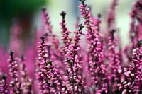 Bachblüten für die Therapie