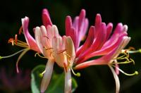 Bachblüten für die Therapie