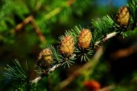Bachblüten für die Therapie