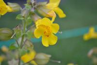 Bachblüten für die Therapie