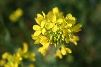 Bachblüten für die Therapie