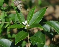 Bachblüten für die Therapie