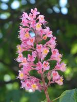 Bachblüten für die Therapie