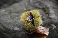 Bachblüten für die Therapie