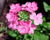 Bachblüten für die Therapie