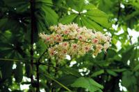 Bachblüten für die Therapie