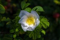 Bachblüten für die Therapie