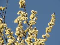 Bachblüten für die Therapie