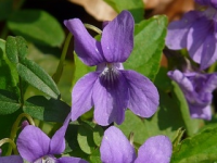<a href="veilchen-in-der-naturmedizin.html" title="Veilchen in der Naturmedizin, das wohlriechende Veilchen Viola odorata">Veilchen in der Naturmedizin</a>